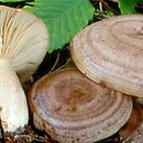 Lactarius circellatus (mleczaj dębowo-grabowy)