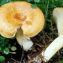 Lactarius porninsis (mleczaj modrzewiowy)