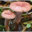 Lactarius spinosulus (mleczaj łuseczkowaty)