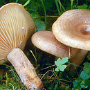 Lactarius pyrogalus (mleczaj leszczynowy)