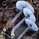 Mycena pura (grzybówka fioletowawa)