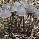 Mycena galopus (grzybówka mleczajowa)