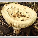 Chlorophyllum venenatum (czubajnik jadowity)