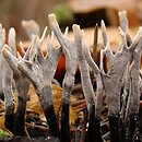 Xylaria hypoxylon (próchnilec gałęzisty)