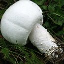 Agaricus urinascens (pieczarka wielkozarodnikowa)