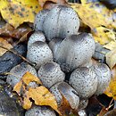 Coprinopsis romagnesiana