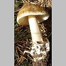 Amanita umbrinolutea