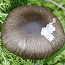 Hygrophorus korhonenii