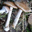 Cortinarius bivelus (zasłonak dwuosłonowy)