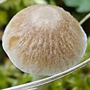 Psathyrella rubiginosa