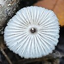 Coprinopsis krieglsteineri