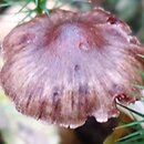 Cortinarius praestigiosus