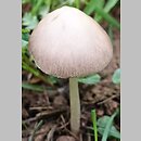 Psathyrella fibrillosa (kruchaweczka brązowoochrowa)