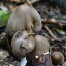 Coprinopsis acuminata