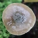 Pluteus brunneidiscus