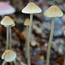 Psathyrella potteri (kruchaweczka ochrowobiała)