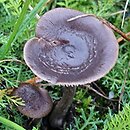 Entoloma vindobonense