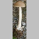 Amanita lividopallescens (muchomor szaropłowy)