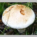 Cortinarius pearsonii