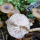 Entoloma farinasprellum