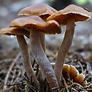 Cortinarius obtusus (zasłonak dachówkowaty)