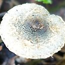 Lepiota grangei (czubajeczka niebieskozielonawa)