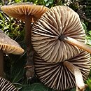 Entoloma sericeonitens (dzwonkówka rdzawobrązowa)