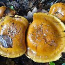 Cortinarius glaucopus (zasłonak niebieskostopy)