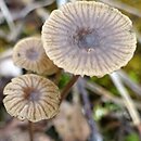 Lichenomphalia velutina (pępówka aksamitna)