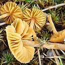 Galerina subclavata (hełmówka śródmchowa)