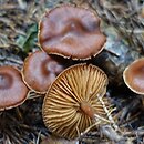 Cortinarius depressus