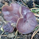 Peziza pseudoviolacea (kustrzebka nibyfioletowawa)