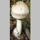 Amanita pachyvolvata