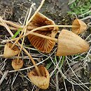 Conocybe pulchella (stożkówka kosmatotrzonowa)