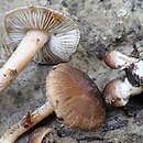 Inocybe albomarginata