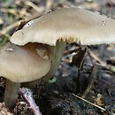 Entoloma sericatum