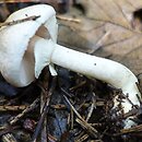 Agaricus lutosus