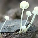 Hemimycena pseudocrispata