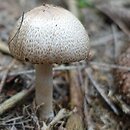 Agaricus depauperatus