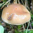 Cortinarius mucifluus (zasłonak śluzakowaty)