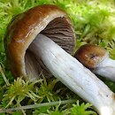 Cortinarius stillatitius (zasłonak łzawy)