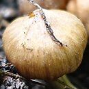 Cortinarius lacustris