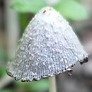 Coprinopsis subtigrinella