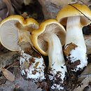 Cortinarius emollitus