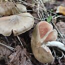 Entoloma prunuloides (dzwonkówka mączna)