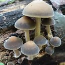 Simocybe sumptuosa (ciemnoboczniak pachnący)