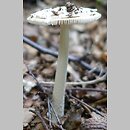 Amanita dryophila