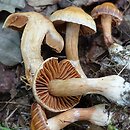 Cortinarius hinnuleus (zasłonak sarni)