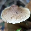 Inocybe fuscidula (strzępiak brązowoczarny)