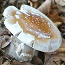 Cortinarius praestans